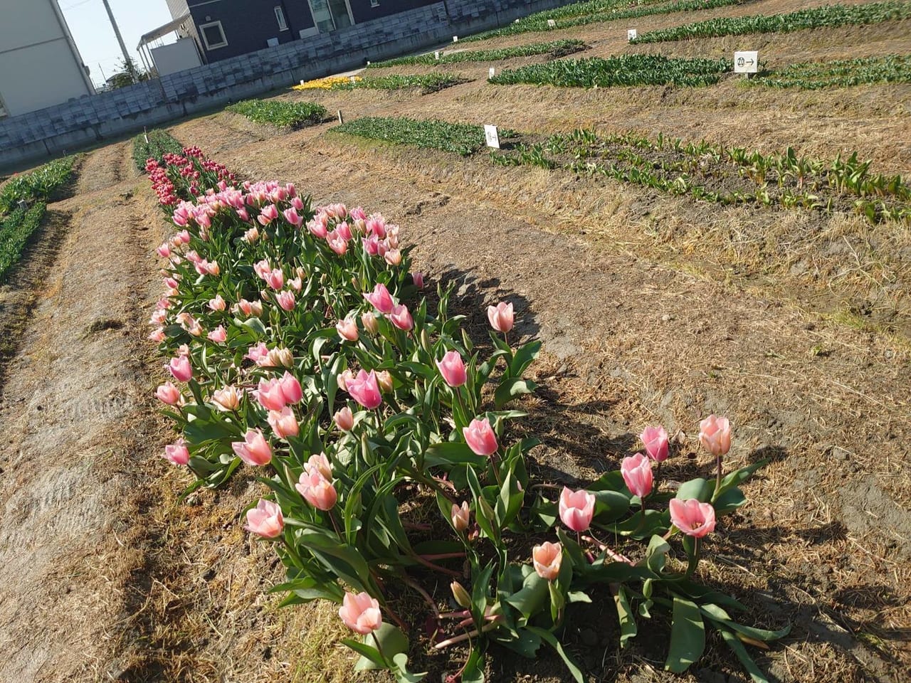 北島町チューリップフェア