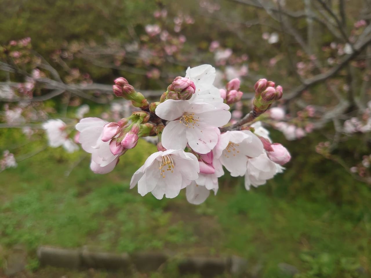 妙見山公園