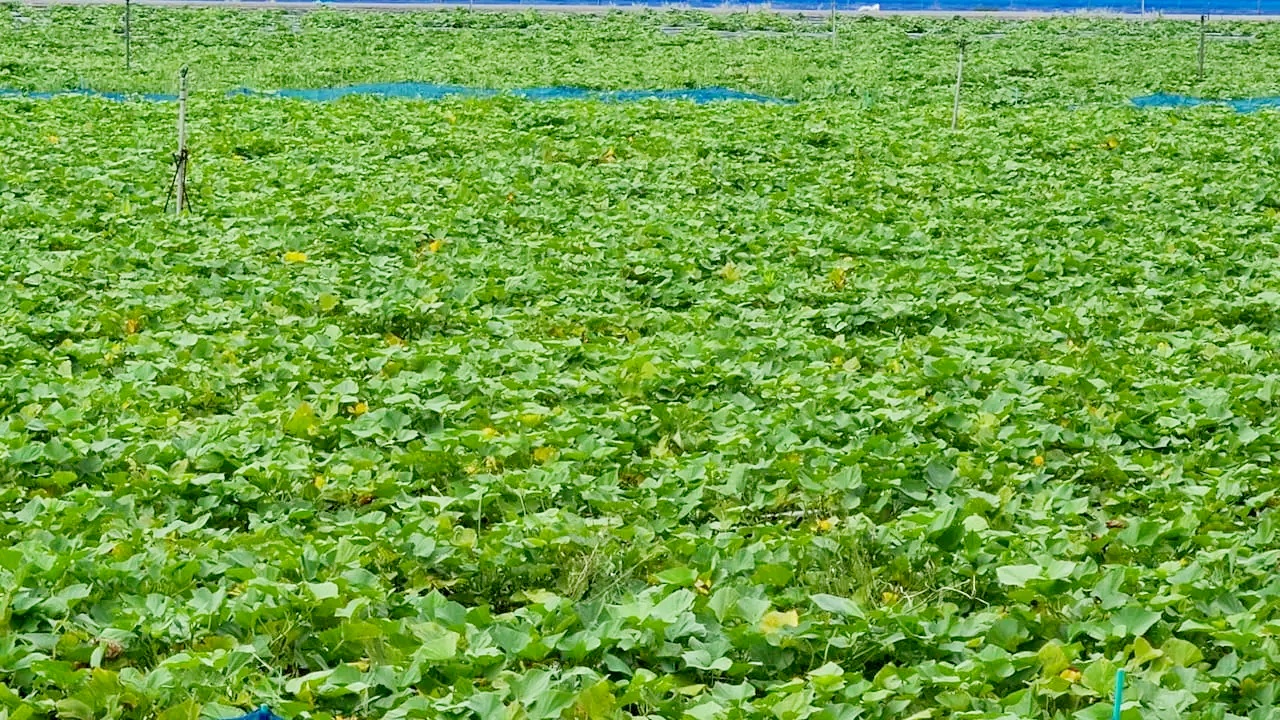 アオアヲ ナルトリゾートなると金時芋掘り体験
