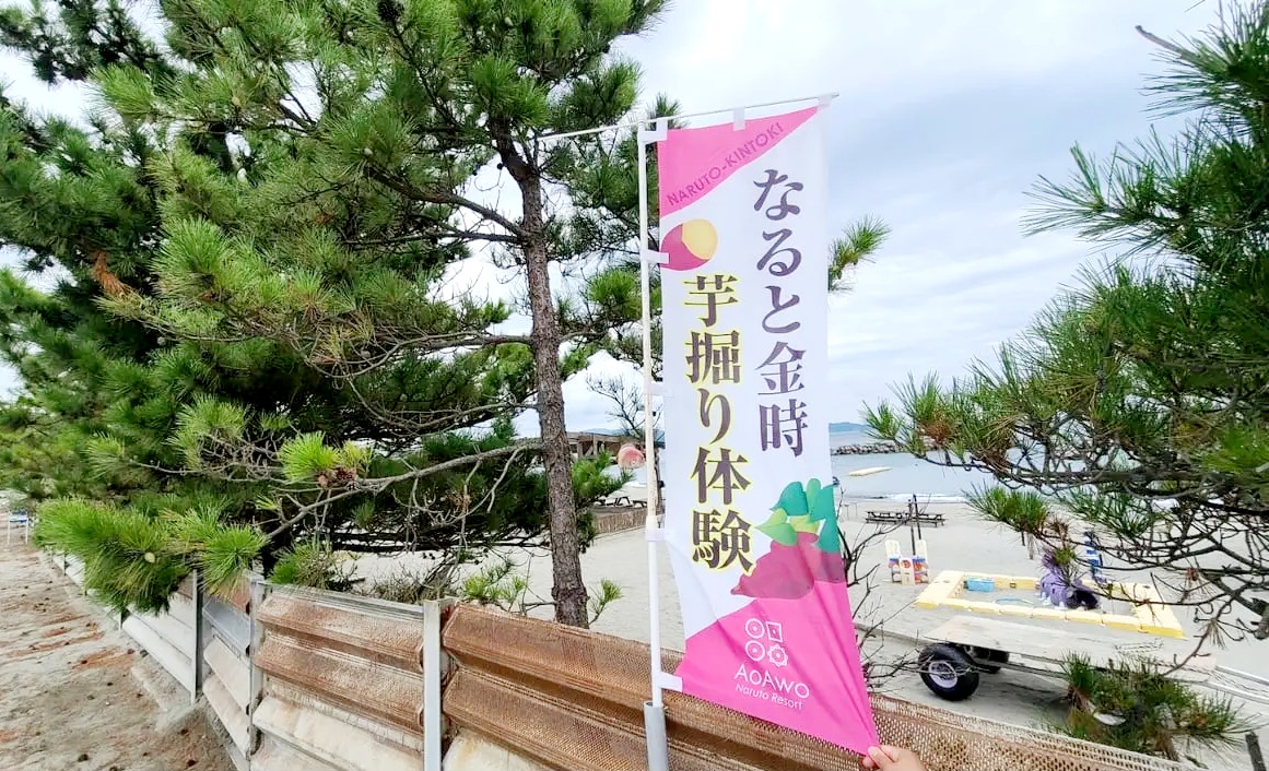 アオアヲ ナルトリゾートなると金時芋掘り体験